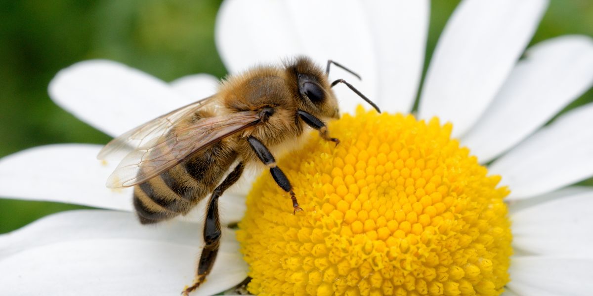 Why We Love Bees (And You Should Too!)