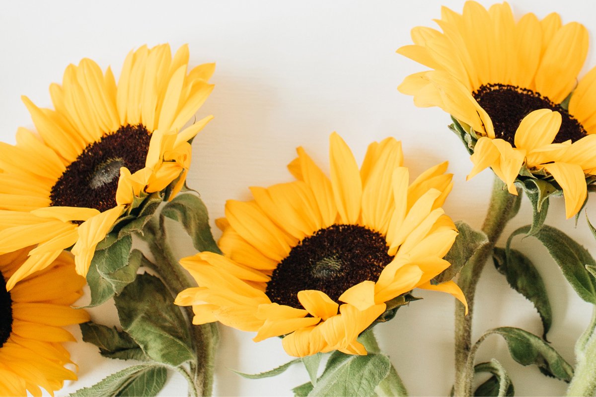 Sunflowers: Their Meaning & Significance