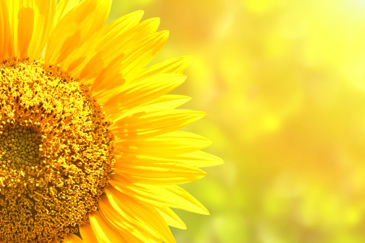 July 2023 Idylissa Sunflower Collection