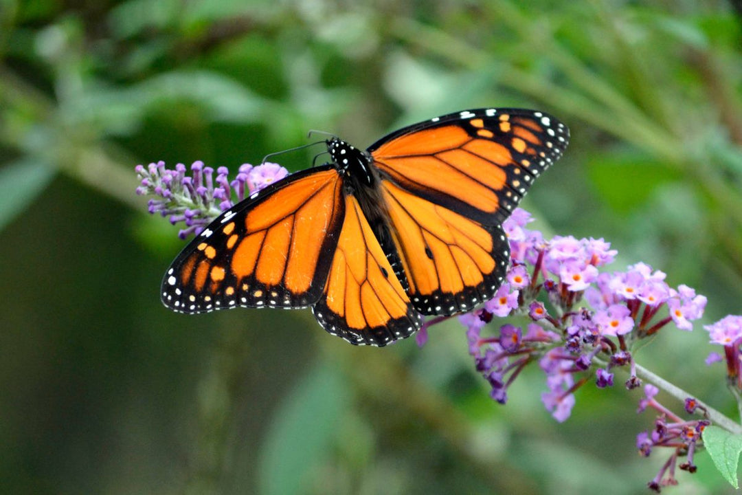 a monarch butterfly sitting on purple flowers against a green background