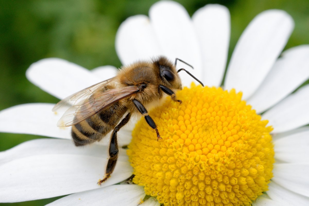10 Things That Are Better With A Bee On It